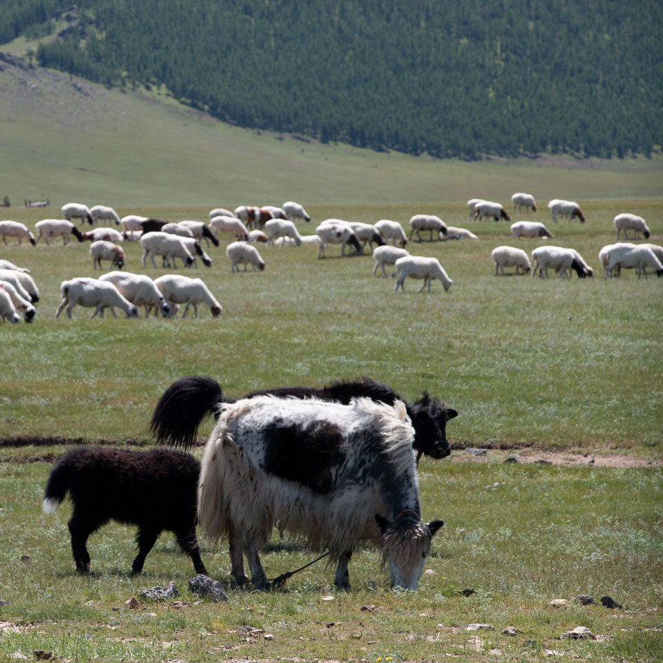 LANGYARNS Noble Nomads Yaks in the vastness of Mongolia